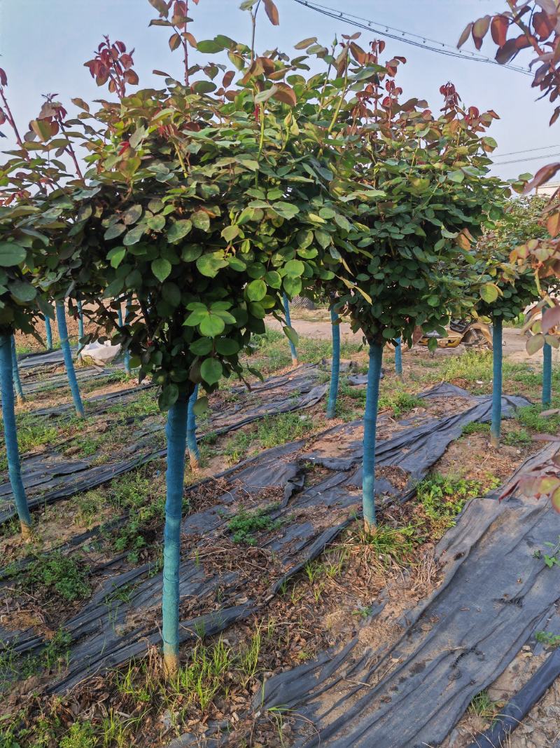 精品月季花基地直供欢迎大家实地考察自由苗圃