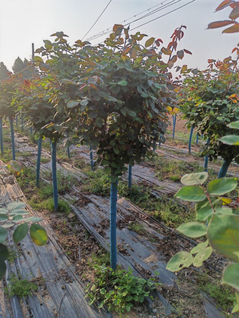 精品月季花基地直供欢迎大家实地考察自由苗圃