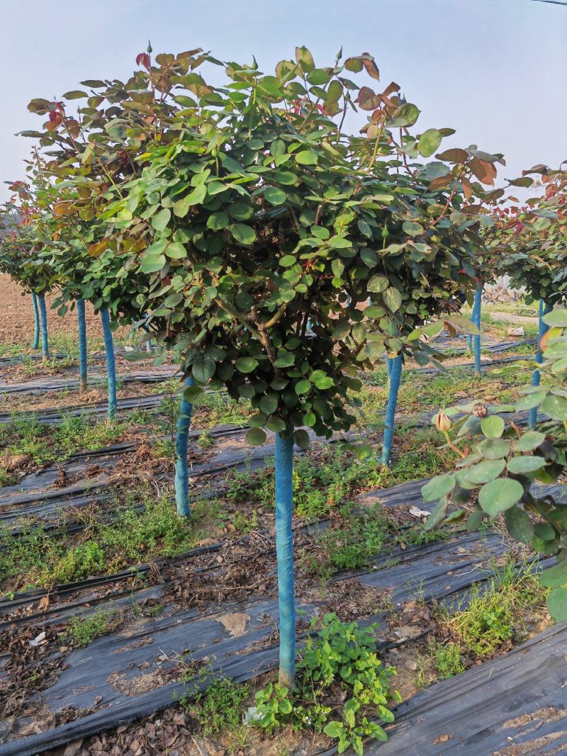 精品月季花基地直供欢迎大家实地考察自由苗圃