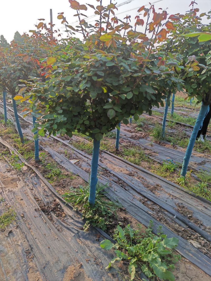 精品月季花基地直供欢迎大家实地考察自由苗圃