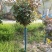 精品月季花基地直供欢迎大家实地考察自由苗圃