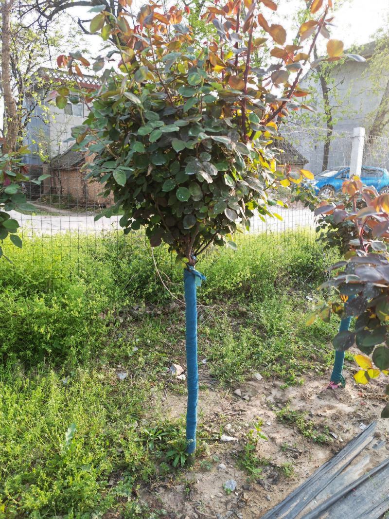 精品月季花基地直供欢迎大家实地考察自由苗圃