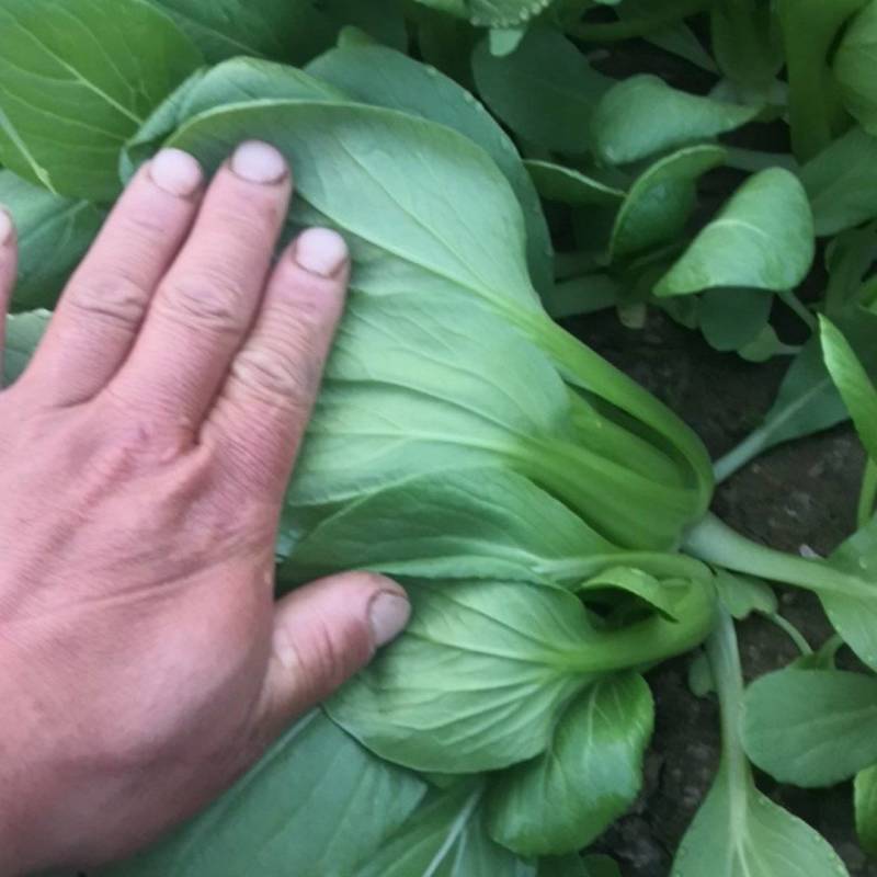 自家基地精品小颗油菜