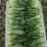自家基地精品小颗油菜
