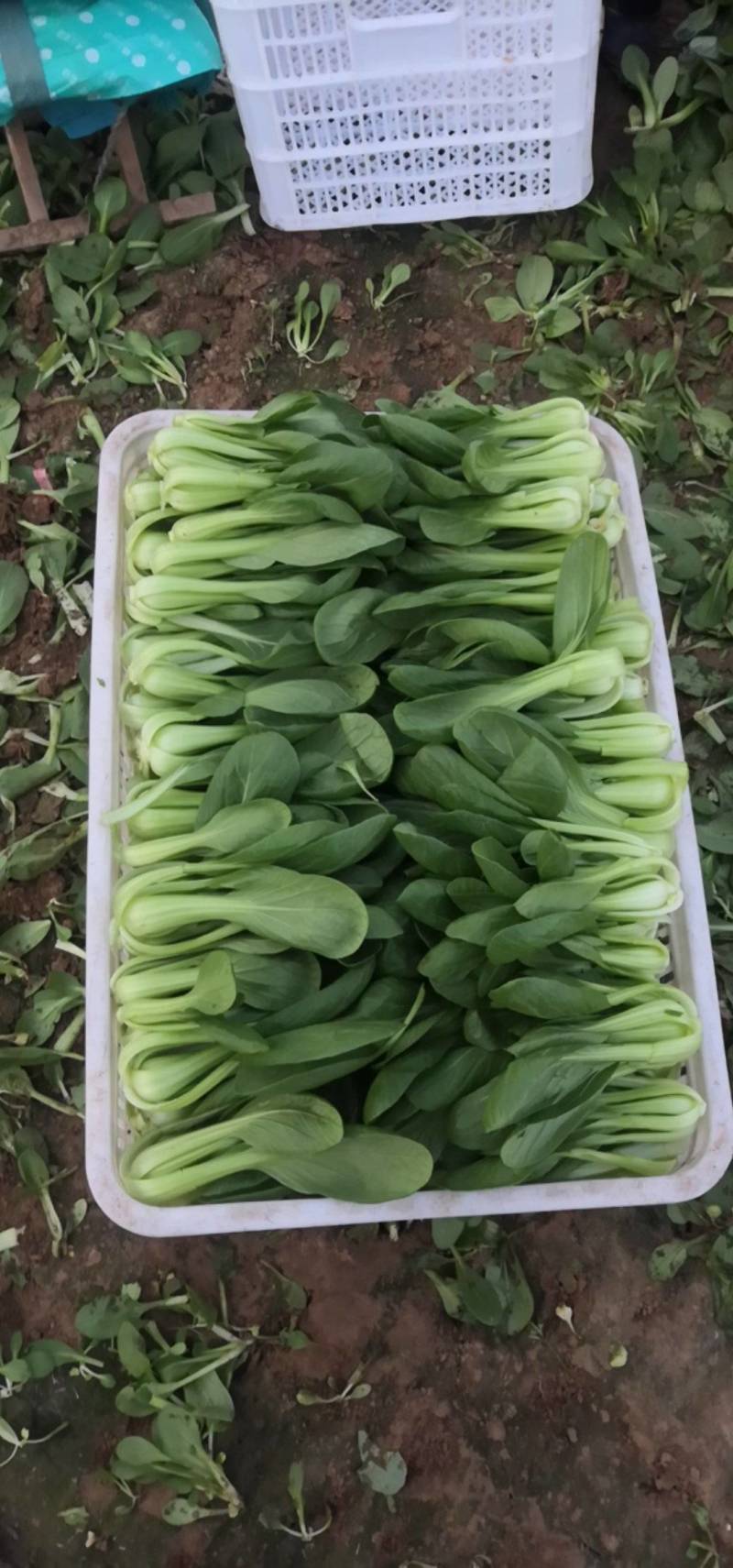 自家基地精品小颗油菜