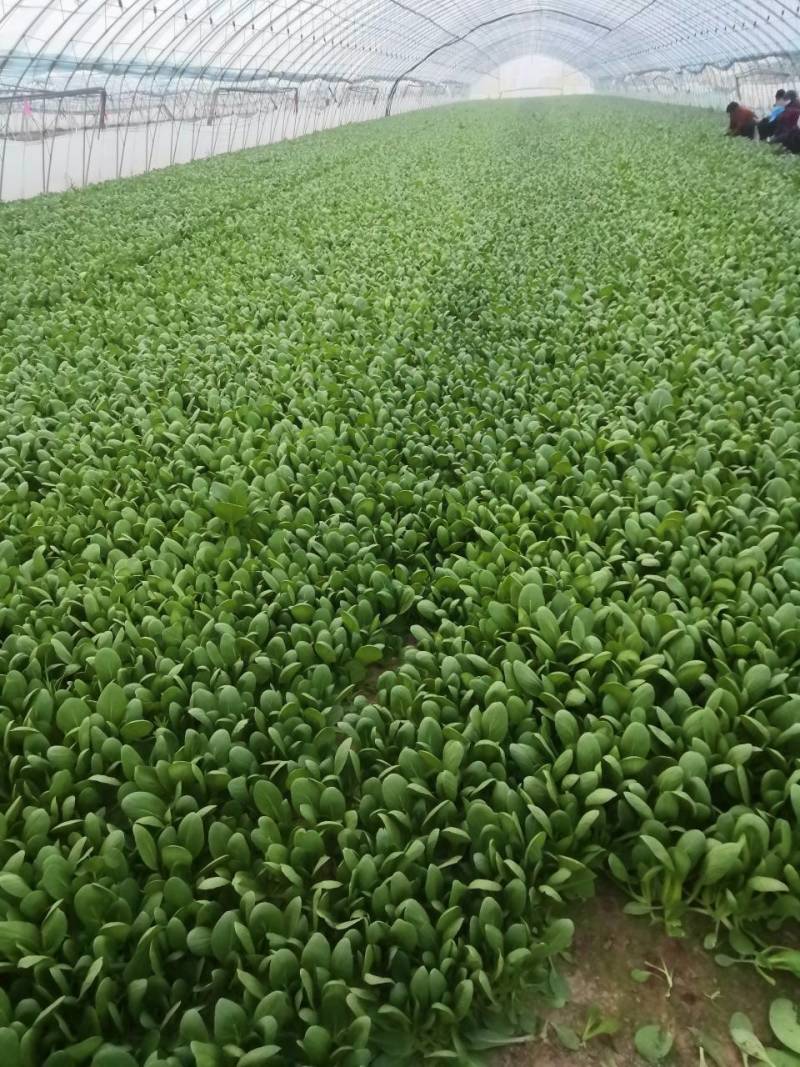 自家基地精品小颗油菜