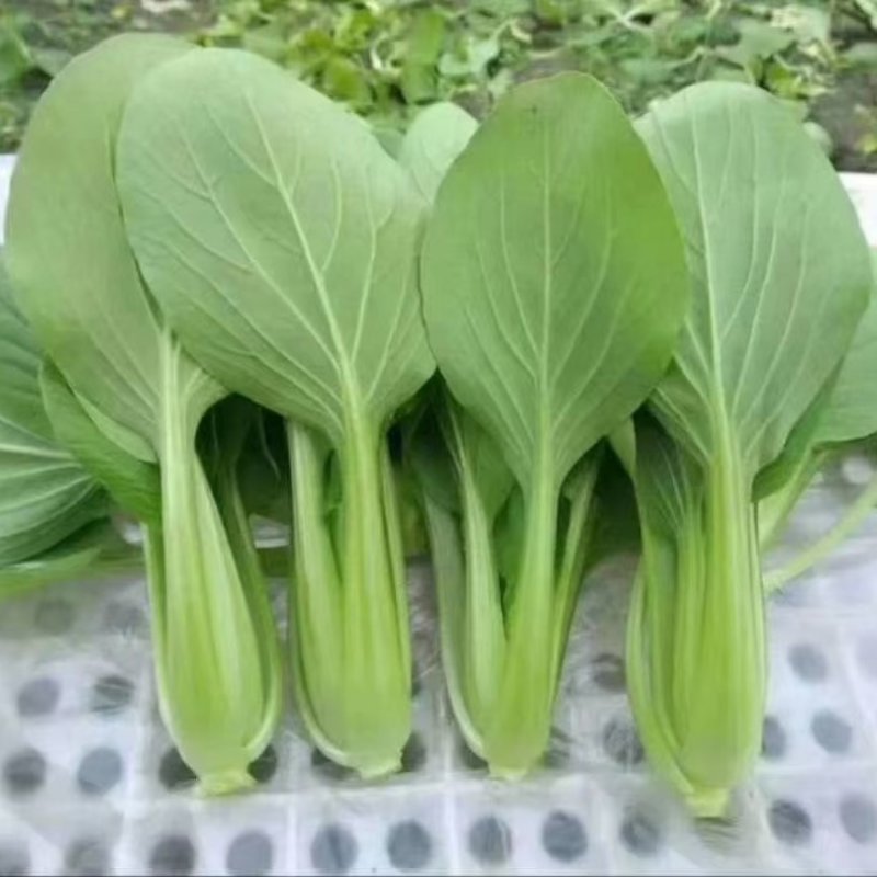 自家基地精品小颗油菜