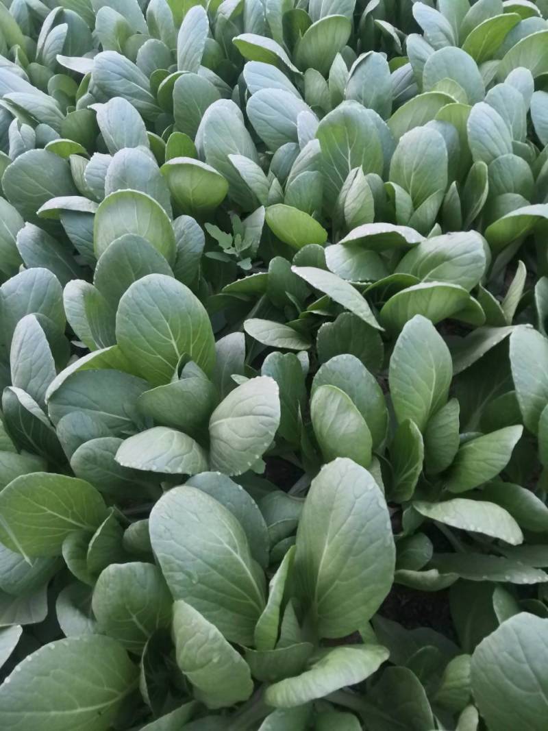 自家基地精品小颗油菜