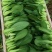 自家基地精品小颗油菜