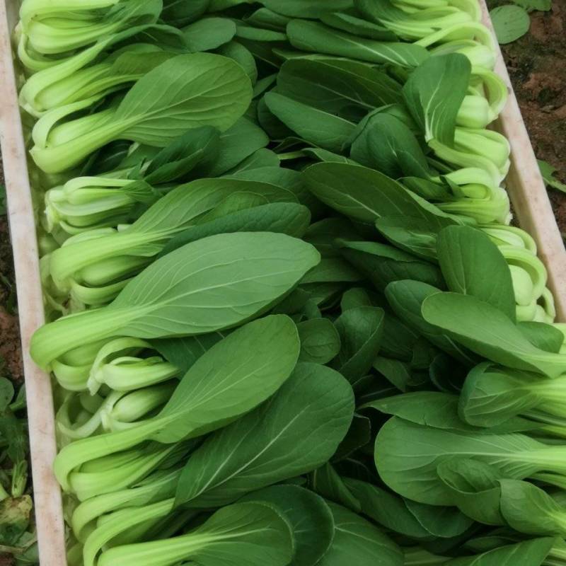 自家基地精品小颗油菜
