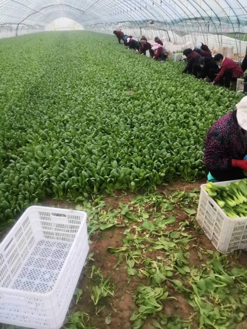 自家基地精品小颗油菜