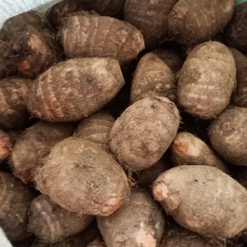 毛芋头批发精品毛芋头大量供应货源充足全国发货