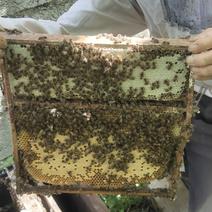 活框土养中蜂群，数量有限，中蜂蜂群，蜂蜜，蜂蜡，蜂王，