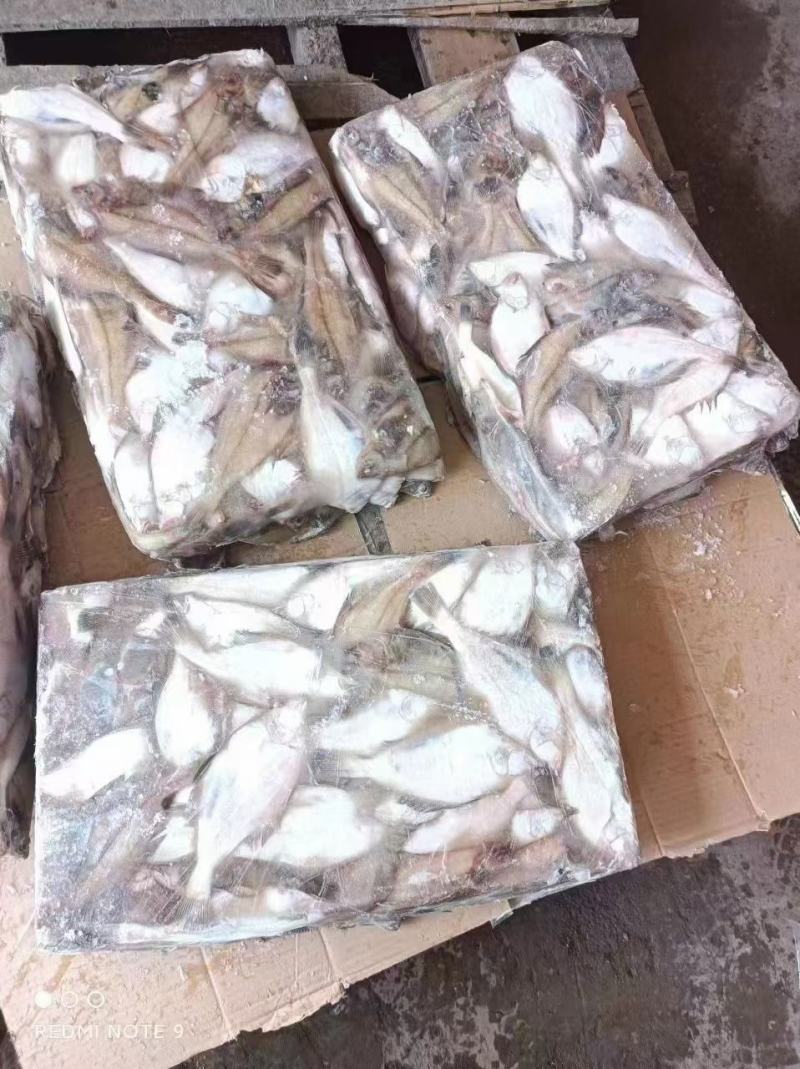 蝶鱼长脖鱼比目鱼新鲜速冻商超电商专用