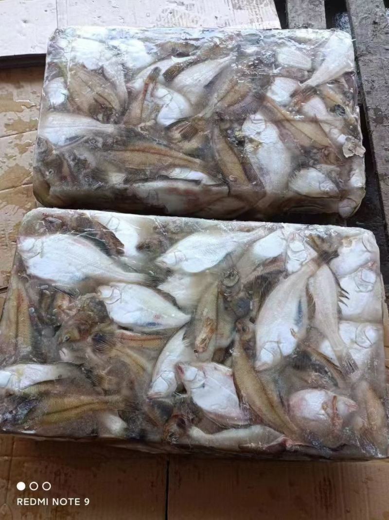 蝶鱼长脖鱼比目鱼新鲜速冻商超电商专用
