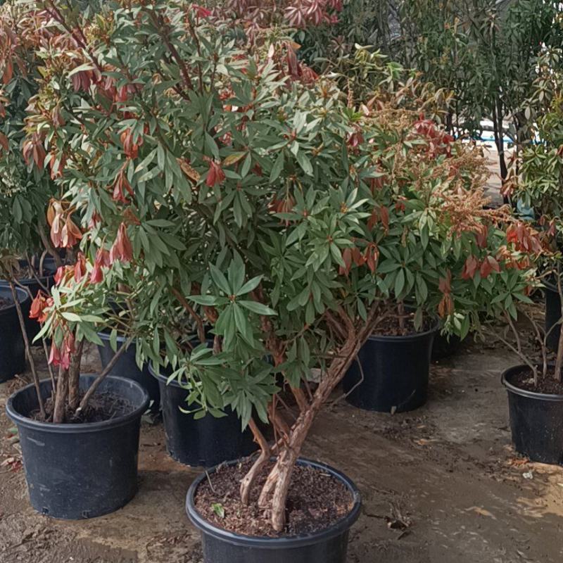 马醉木，杜鹃花科，基地直发一手货源，批零兼营