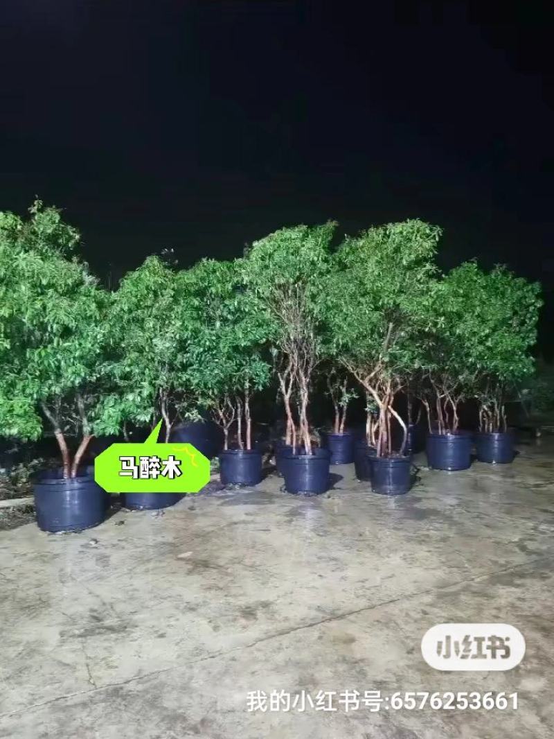 马醉木，杜鹃花科，基地直发一手货源，批零兼营