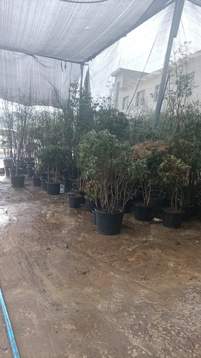 马醉木，杜鹃花科，基地直发一手货源，批零兼营
