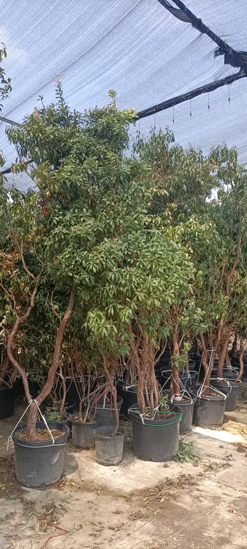 马醉木，杜鹃花科，基地直发一手货源，批零兼营