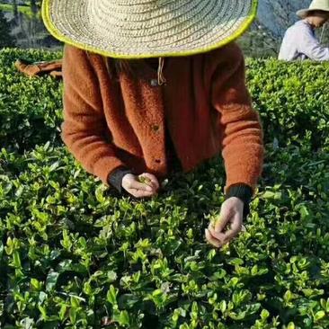 高山烘焙绿茶，人工采摘