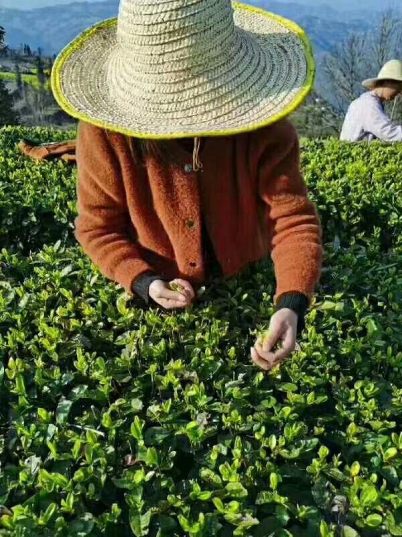 高山烘焙绿茶，人工采摘