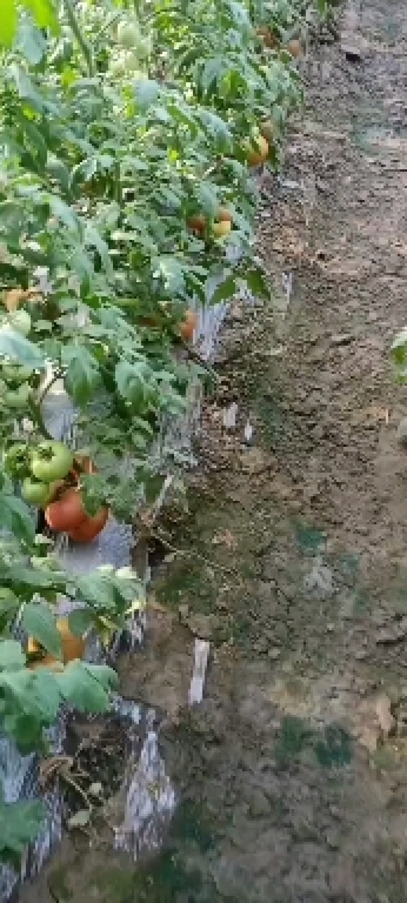 开园精品