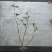 海岛龙船花