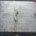 海岛龙船花