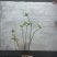 海岛龙船花