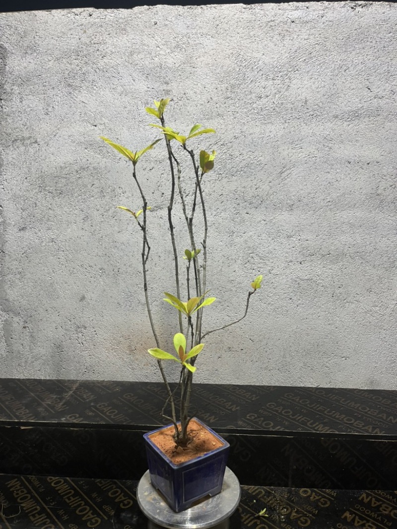 海岛龙船花