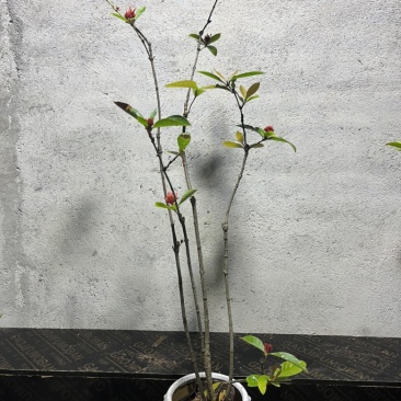 海岛龙船花