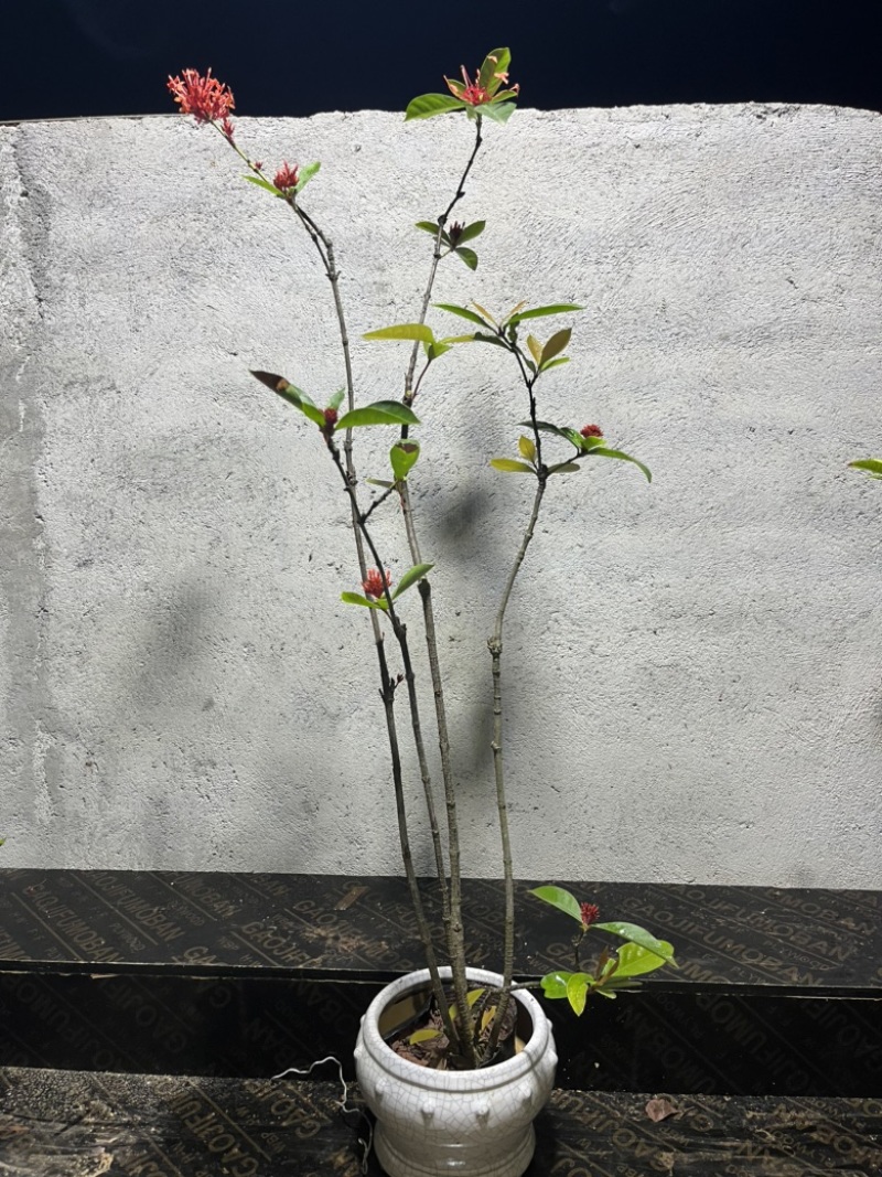 海岛龙船花