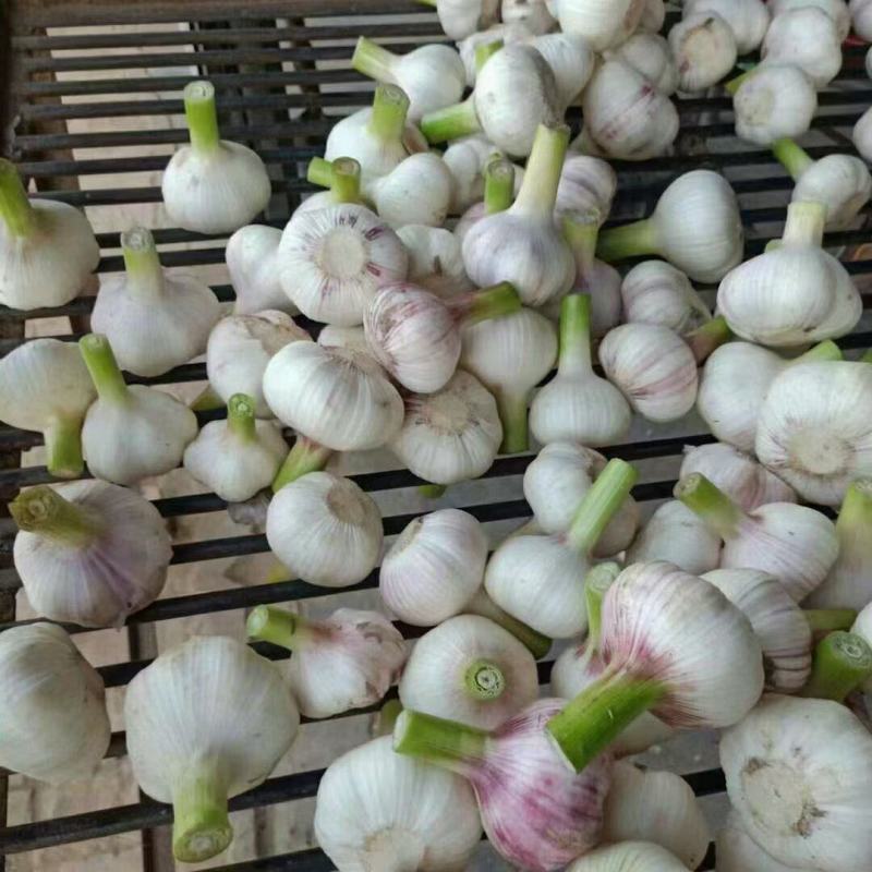 淮阳扒皮大蒜