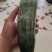 精品羊角蜜，好吃看得见