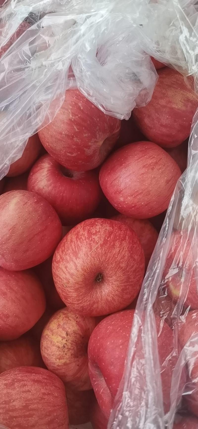 陕西洛川红富士苹果欢迎各地客商前来采购！