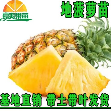 菠萝凤梨苗台湾金钻四季种植盆栽庭院阳台带土发货室内外好养