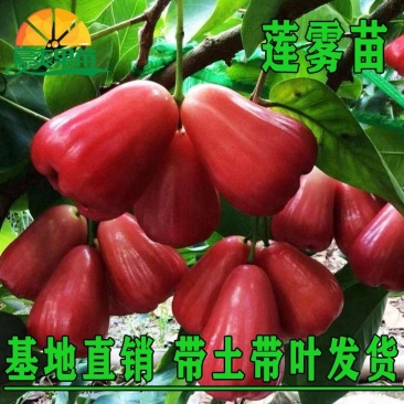 莲雾树苗大叶红台湾正宗嫁接苗庭院地栽当年开花结果