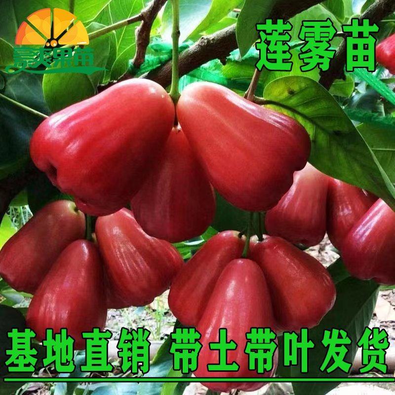 莲雾树苗大叶红台湾正宗嫁接苗庭院地栽当年开花结果