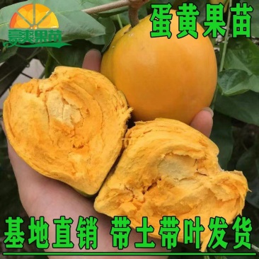 广西正宗蛋黄果苗基地直发南方庭院盆栽地栽种植耀堂仙桃苗带