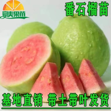 番石榴苗芭乐树苗台湾珍珠番石榴白心红心嫁接苗四季当年带土