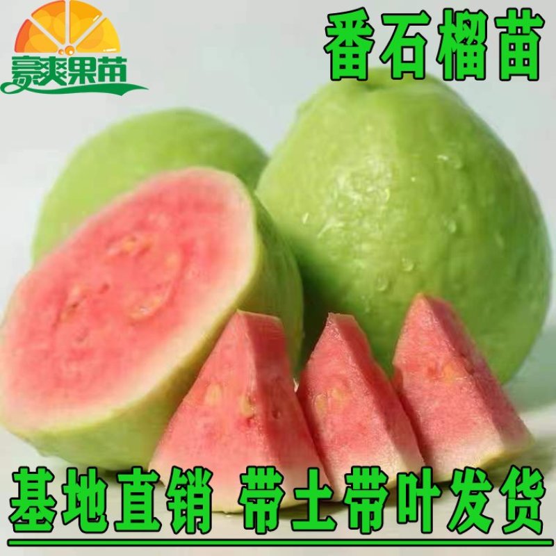 番石榴苗芭乐树苗台湾珍珠番石榴白心红心嫁接苗四季当年带土