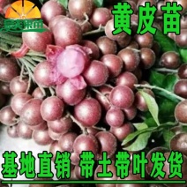 黄皮果苗紫肉黑黄皮嫁接苗鸡心无核水果树苗盆栽花卉四季种植