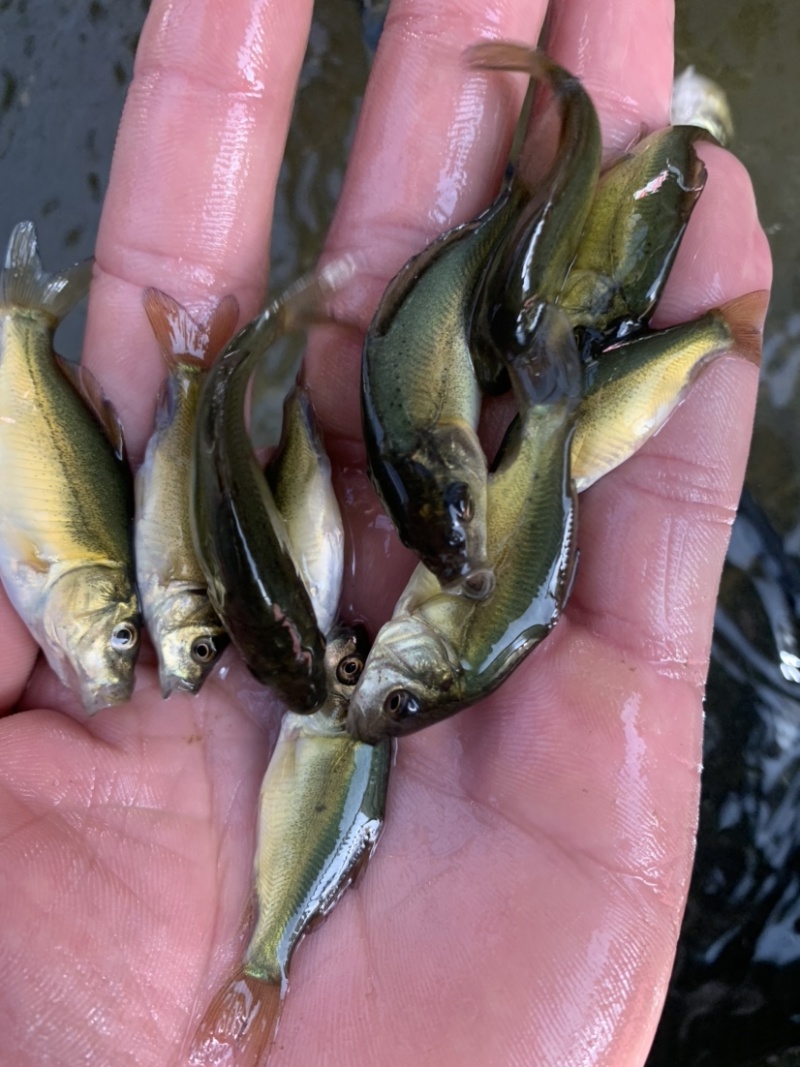 裸鲤鱼苗，有需要的可以联系我，大小规格齐全，足数发货，