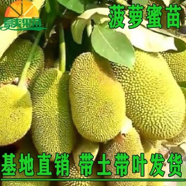 菠萝蜜苗树苗四季当年结果木菠萝嫁接苗马来黄肉南方种植盆栽
