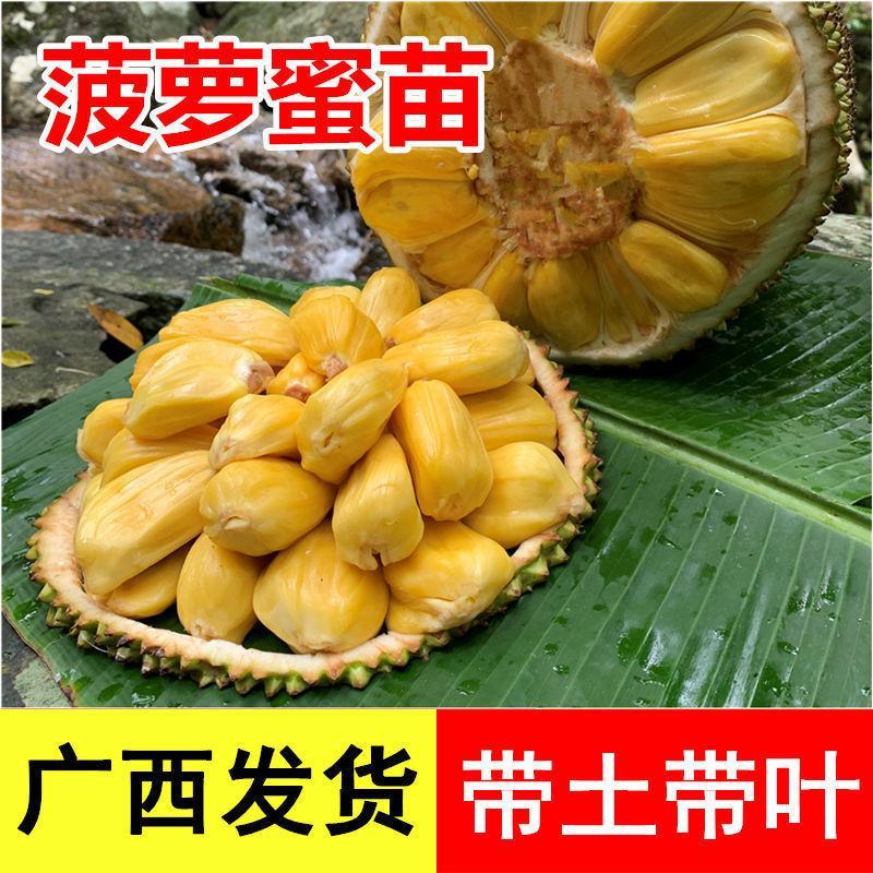 菠萝蜜苗树苗四季当年结果木菠萝嫁接苗马来黄肉南方种植盆栽