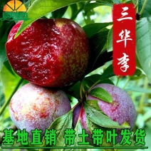 广西正宗嫁接三华李树苗南北方种植果树苗当年