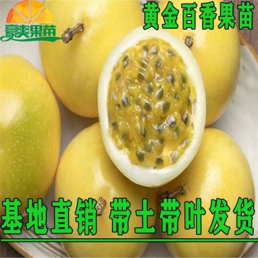 黄金百香果苗特大百香果苗当年结果鸡蛋果苗四季爬藤百香果树