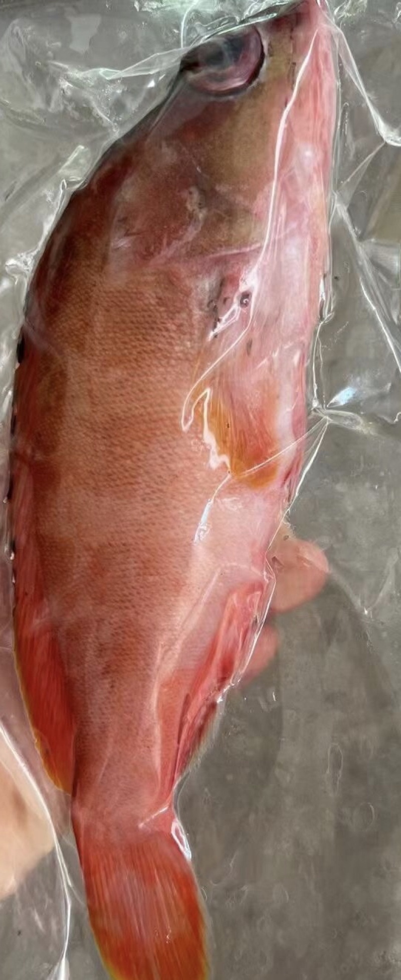 海南基地代购.各种海鲜产品，椰子.全国发货。