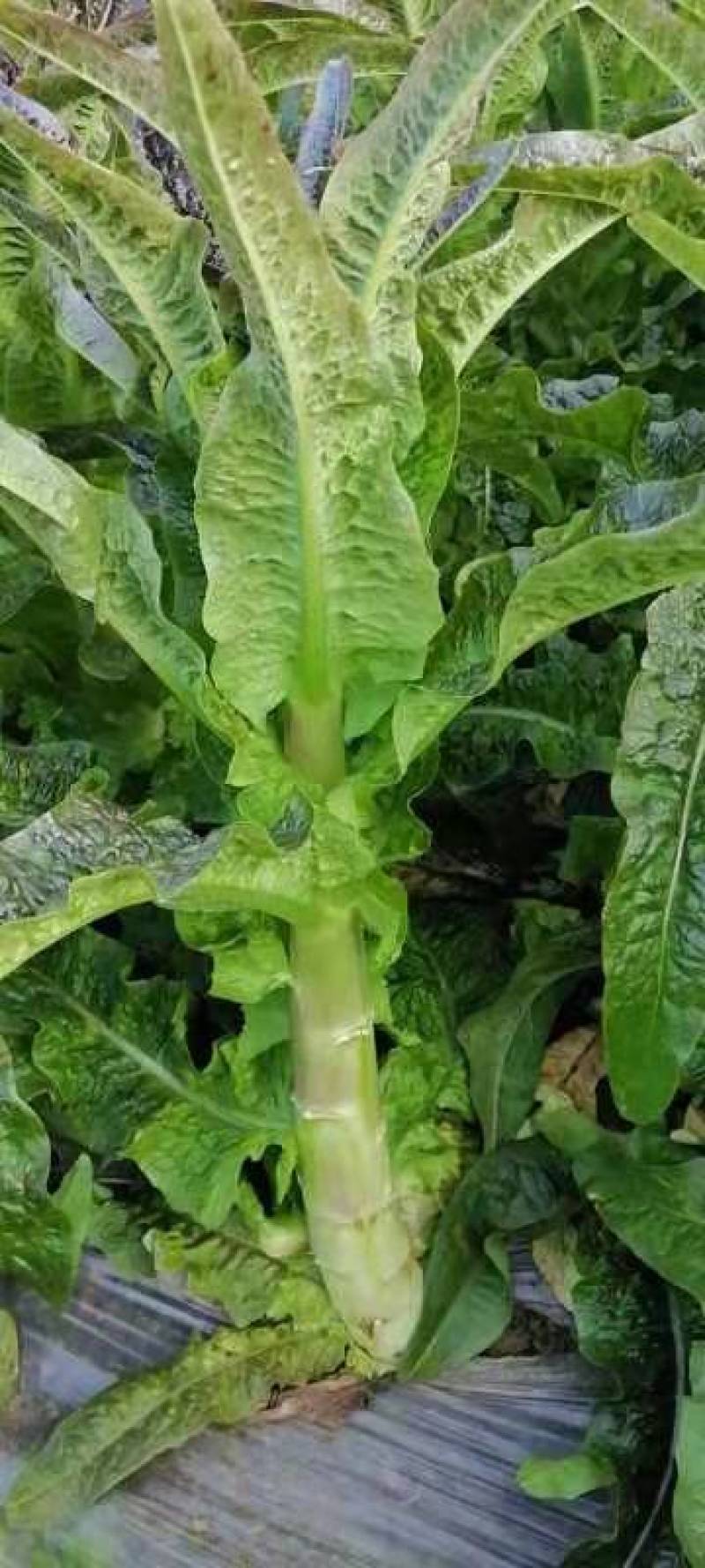 莴笋量货