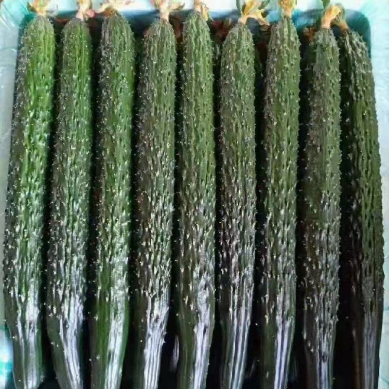 大量供应密刺黄瓜
